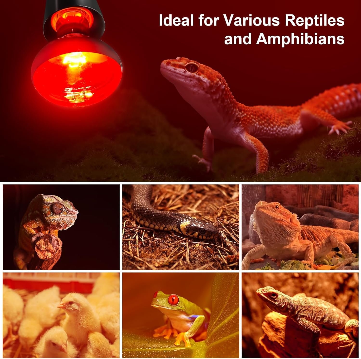 MIXJOY 100W Infrared Heat Lamp Bulbs, 2 Pack Reptile Infrared Heat Emitter Red Heat Lamp Bulbs Infrared Basking Light Bulbs for Reptiles, Bearded Dragon, Lizard, Tortoise, Chickens, Pets - Image 7